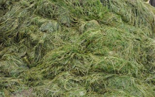 weed types