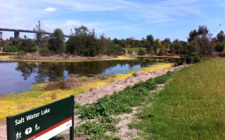 algae control