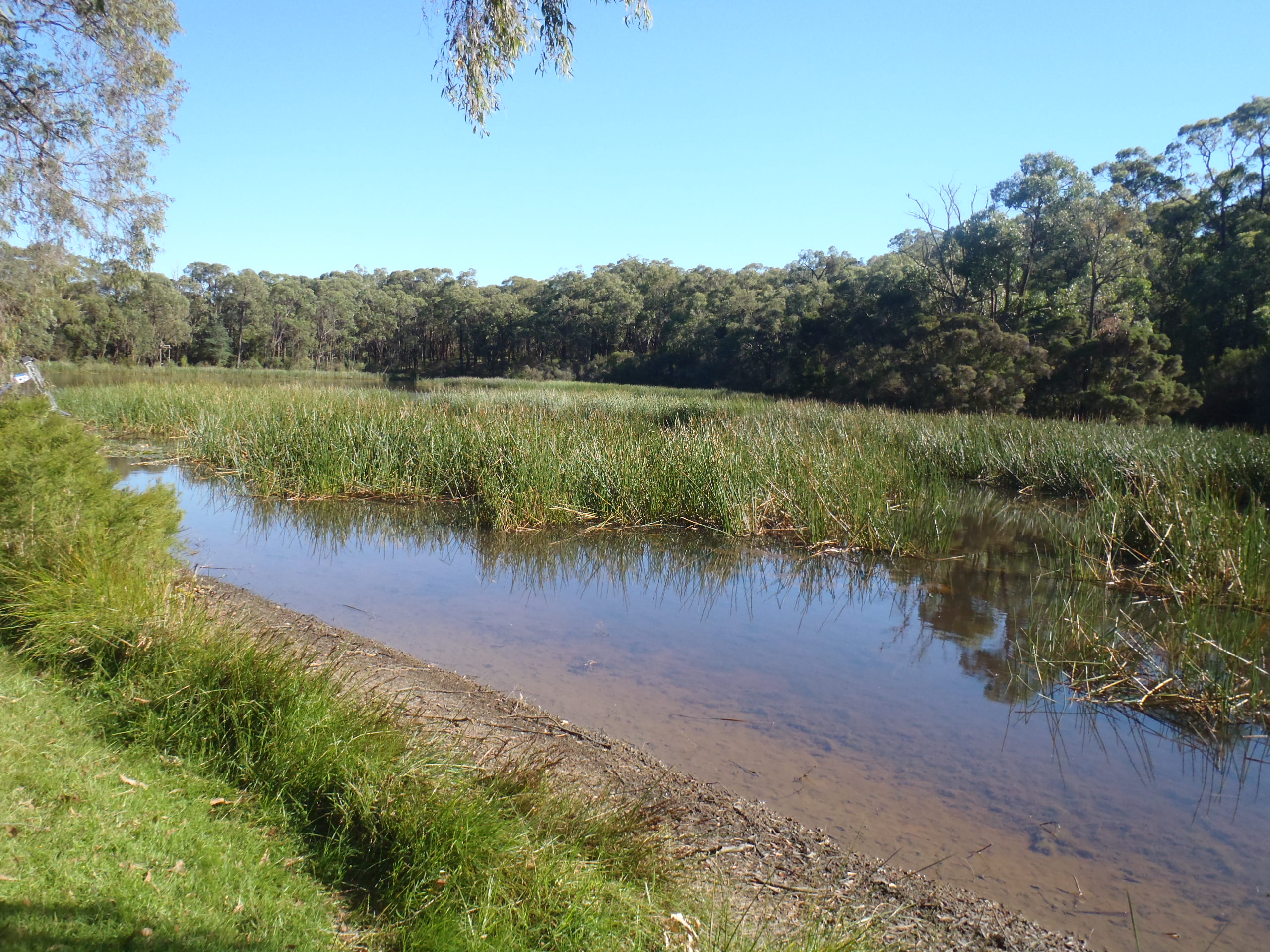aquatic weed harvesting