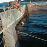 FishFarmLaunch-42-600-450-80